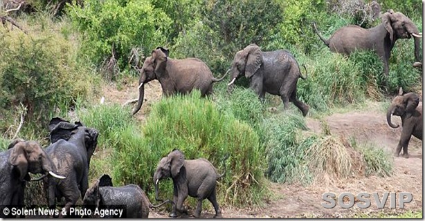 Bebe elefante