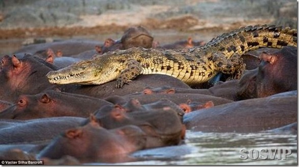 hippo-attacked-the-crocodile Crocodilo atacado Hipopótamo.jpg