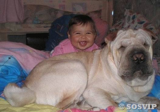 [Cachorro-bab-a-melhor-bab-babysitter[17].jpg]