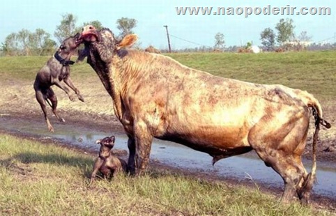 ptibulls_vs_bull_02