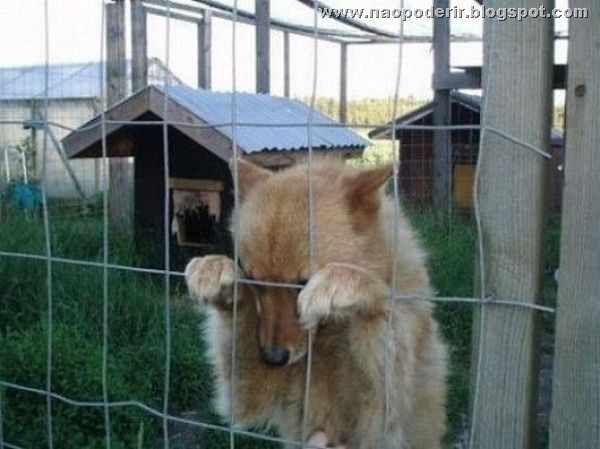 animais (34)