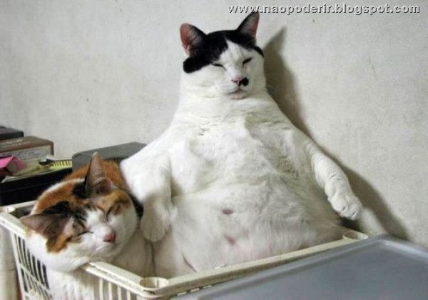 animais (2)