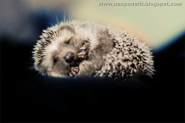 animais (4)