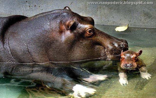 animais (31)