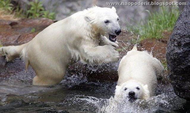 animais (28)