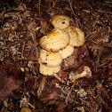 Mushrooms