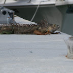 Iguana Visitor