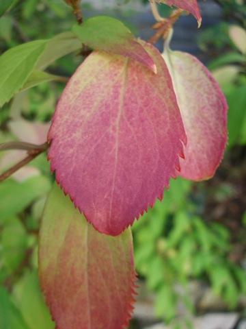 [2009_1003blogphotos00082.jpg]