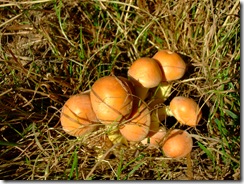 2009_1003blog-photos0005