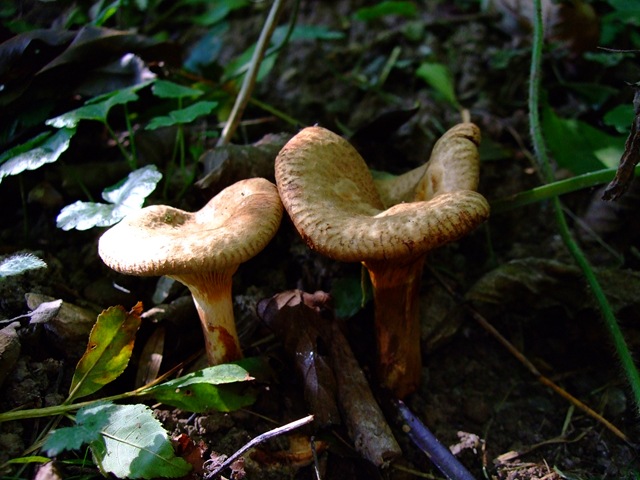 [2009_1003blogphotos00069.jpg]