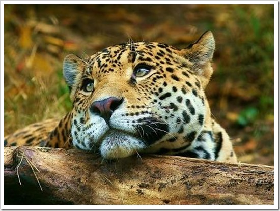 jaguar_pensando-1694