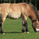 Przewalski Horse
