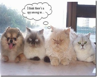 funny-cute-cats-1
