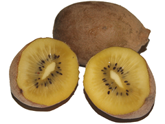 Golden kiwi