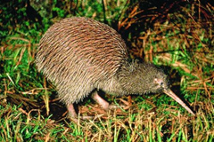 Kiwi