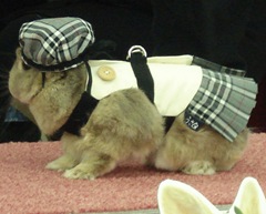 bunny