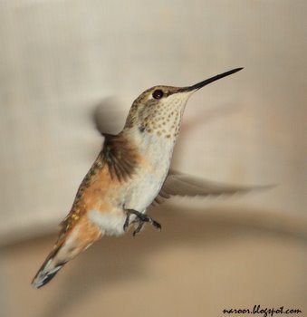 Humming Birds drinking honey- Zion  Canyon National park