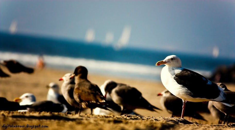 Seagull California Beach wallpaper jpg