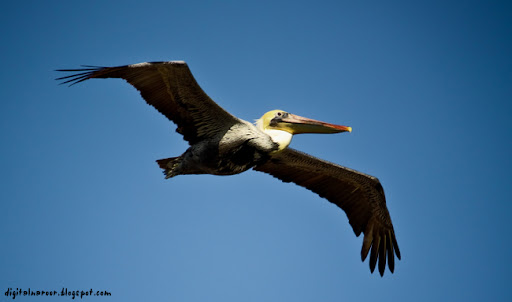 Birds in Venice Beach LA - Ratish Naroor Digital Photography