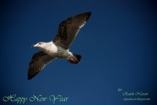 Happy New Year greetings - Ratish Naroor Digital Photography