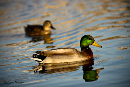 Canon 70-200mm f2.8 L series Pictures
