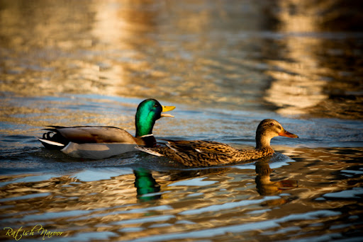 Canon 70-200mm f2.8 L series Pictures
