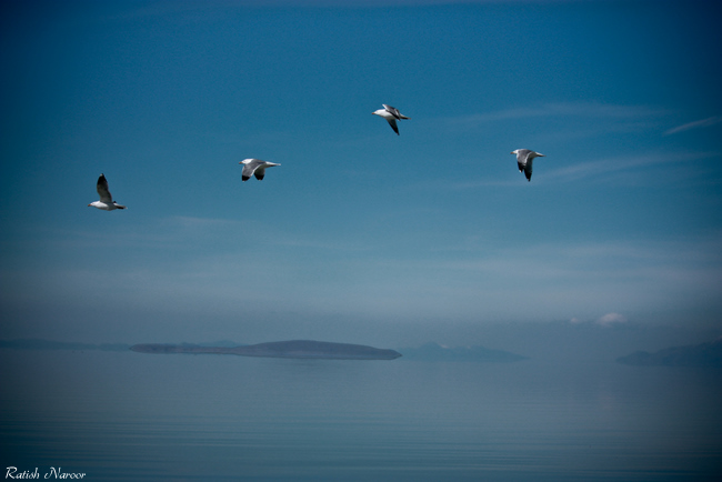 Birds -Antelope Island birds pictures