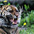 HDR Tiger HDR Tiger