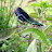 DSCF9486.JPG
