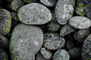 [MossOnRocks-091021-4843[10].jpg]
