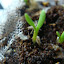 “Derrinallum Billy-Buttons” Craspedia sp.2 ...maybe...