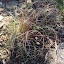 Planted rescued Themeda triandra