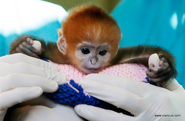 动物园的小宝宝们-强烈推荐 出生不久的小猴，有美猴王的风范,猴子