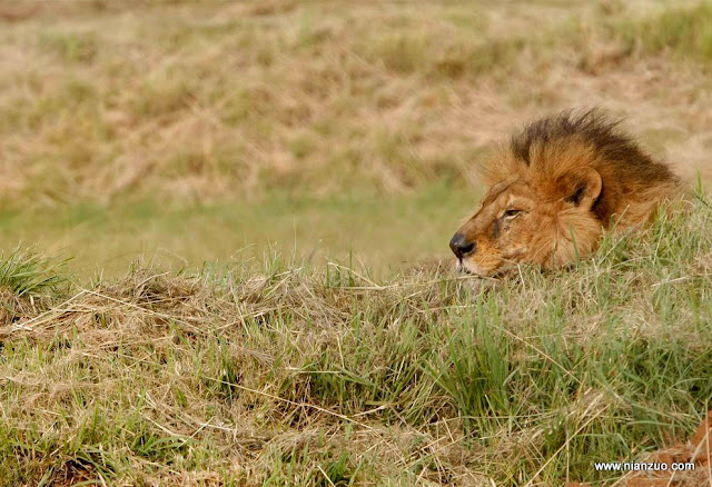 动物园的小宝宝们-强烈推荐 狮子,狮子