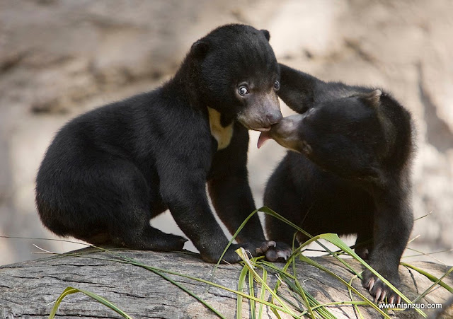 动物园的小宝宝们-强烈推荐 黑熊,黑熊