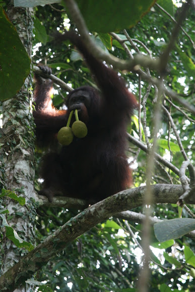 Spotting Image 1
