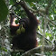 Orangutan