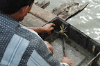 Fresh crabs - trying to tie crab-Kerala food images