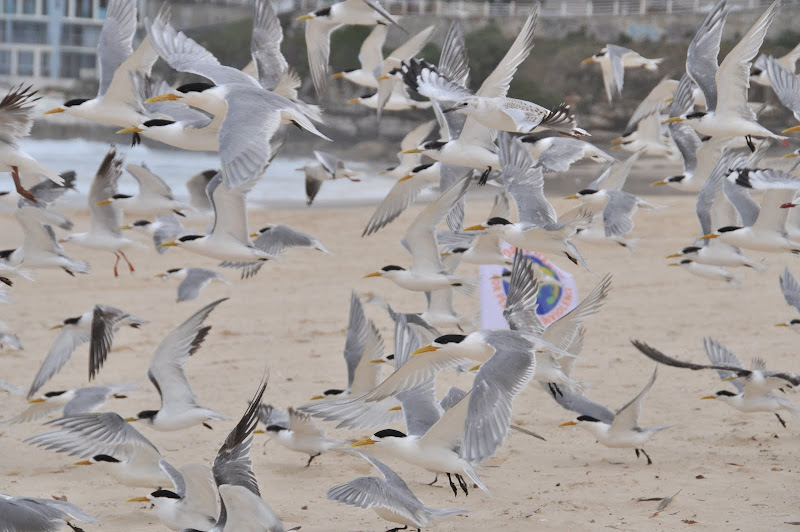 DSC_1442.JPG