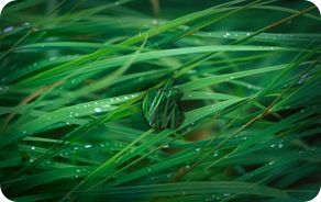 Grass Blades Dark