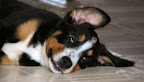 Moirae ear flop (crop).jpg