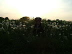 moirae with dandilions.JPG
