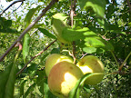 CIMG0008.JPG