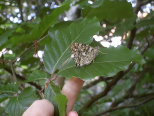 Releasing the Butterflies