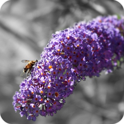 beeandbutterflybush