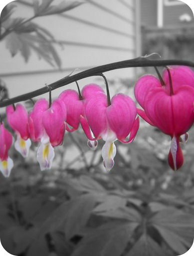 bleedingheart