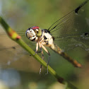 Slaty Skimmer (female)