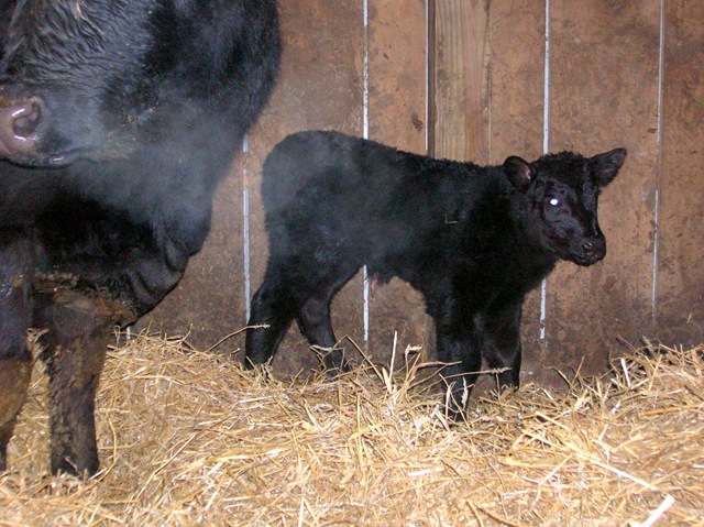 [calf 1F01-1[4].jpg]