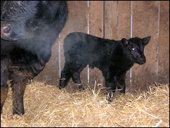 calf 1F01-1