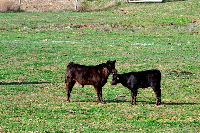 [calf bath[4].jpg]